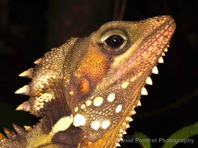 Reptiles