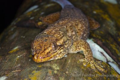 Bronze-eyed Gecko - Ailuronyx seychellensis
