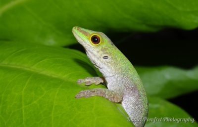 day gecko
