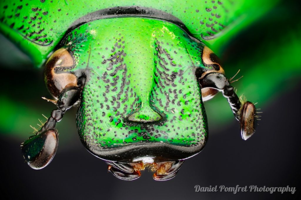 Flower Beetle