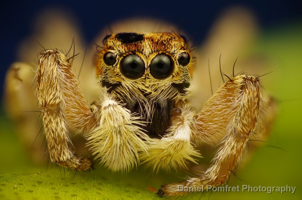 Jumping Spider, Salticidae, Spain