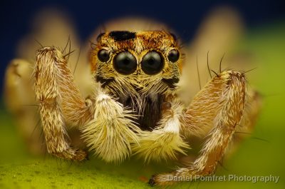 Jumping Spider, Salticidae, Spain