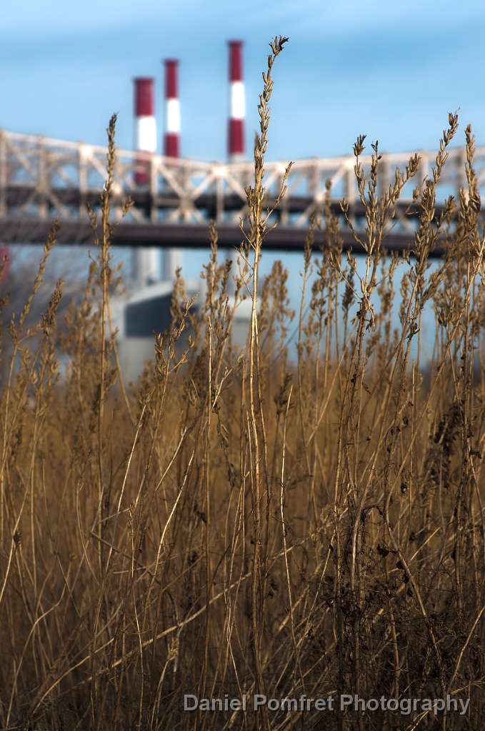 Grasses, Roosevelt Island, New York City