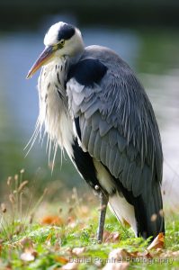 Grey Heron, Ardea cinerea 001