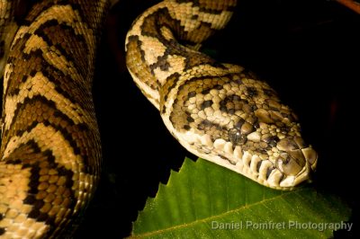 Carpet Python (Morelia spilota) Australia. Daniel Pomfret Photography