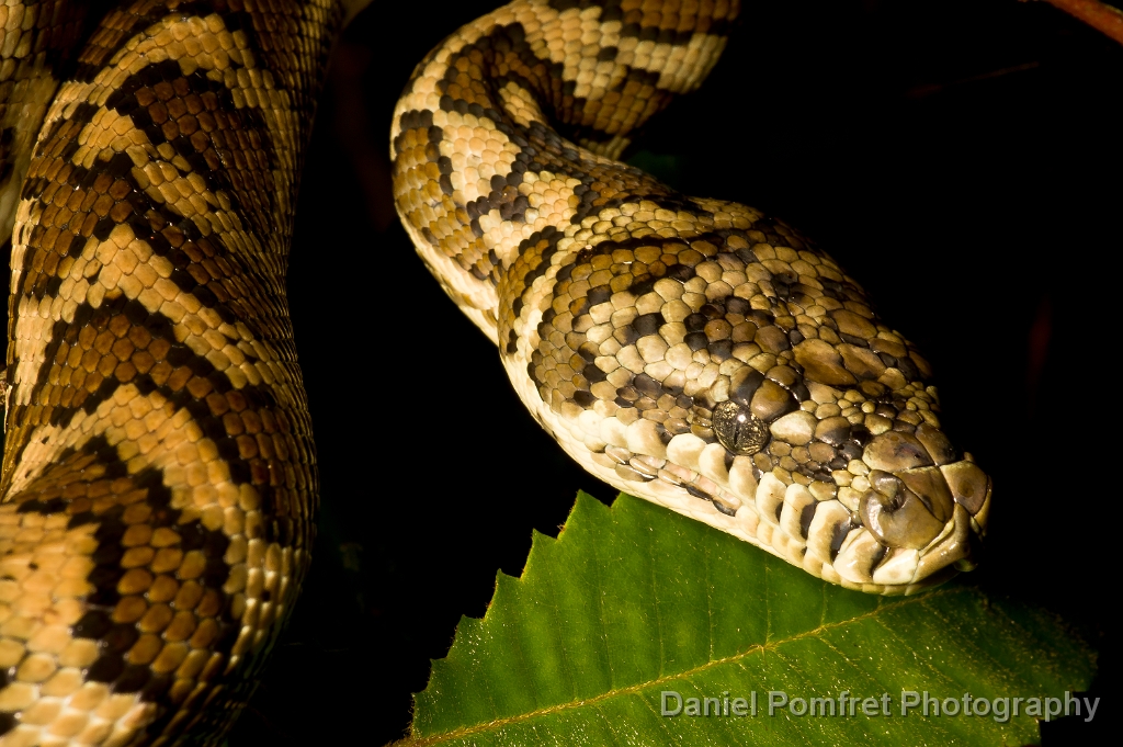 Carpet Python (Morelia spilota)