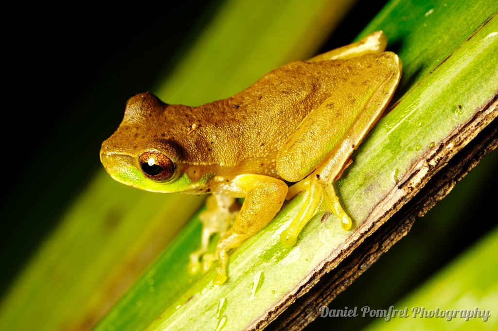 Cascade Treefrog (Litoria pearsoniana)