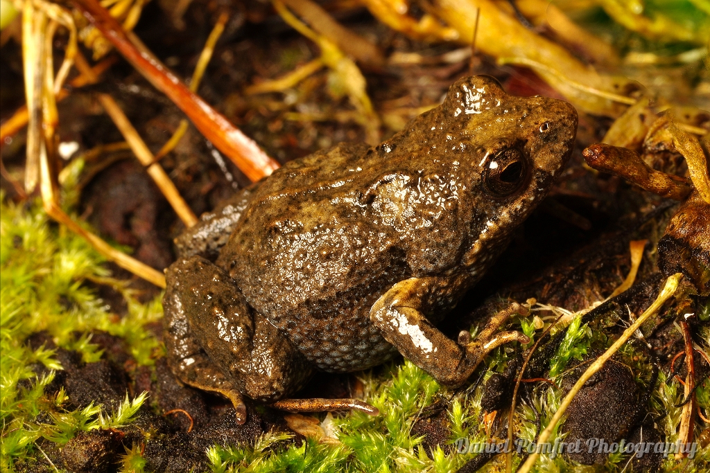 Common Eastern Froglet (Crinia signifera)