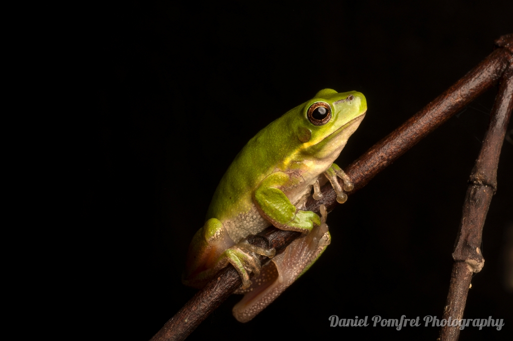 Eastern Sedgefrog (Litoria fallax)