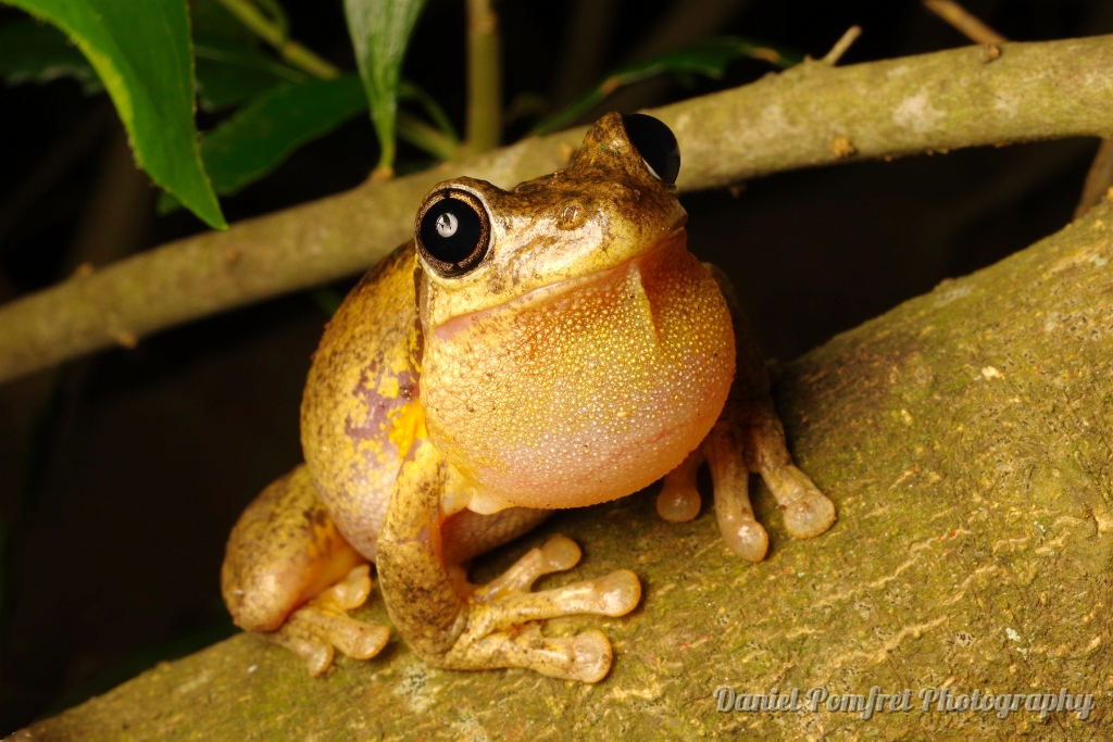 Emerald Spotted Treefrog (Litoria peronii)
