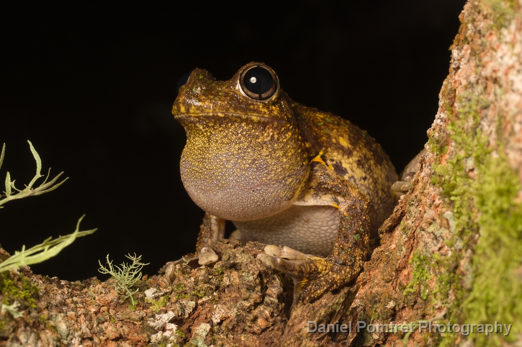 Emerald Spotted Tree frog (Litoria peronii)