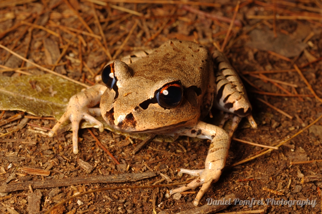 Great Barred Frog (Mixophyes fasciolatus)