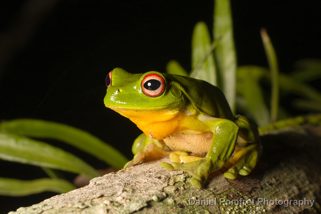 Orange or Red Eyed Treefrog (Litoria chloris)