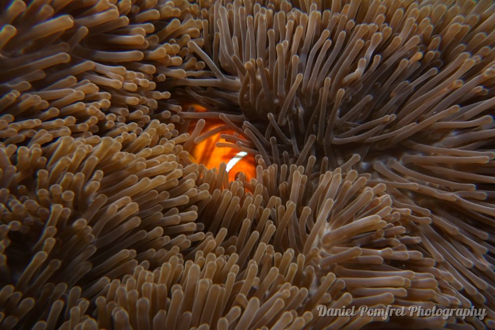 clownfish