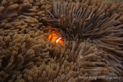 clownfish
