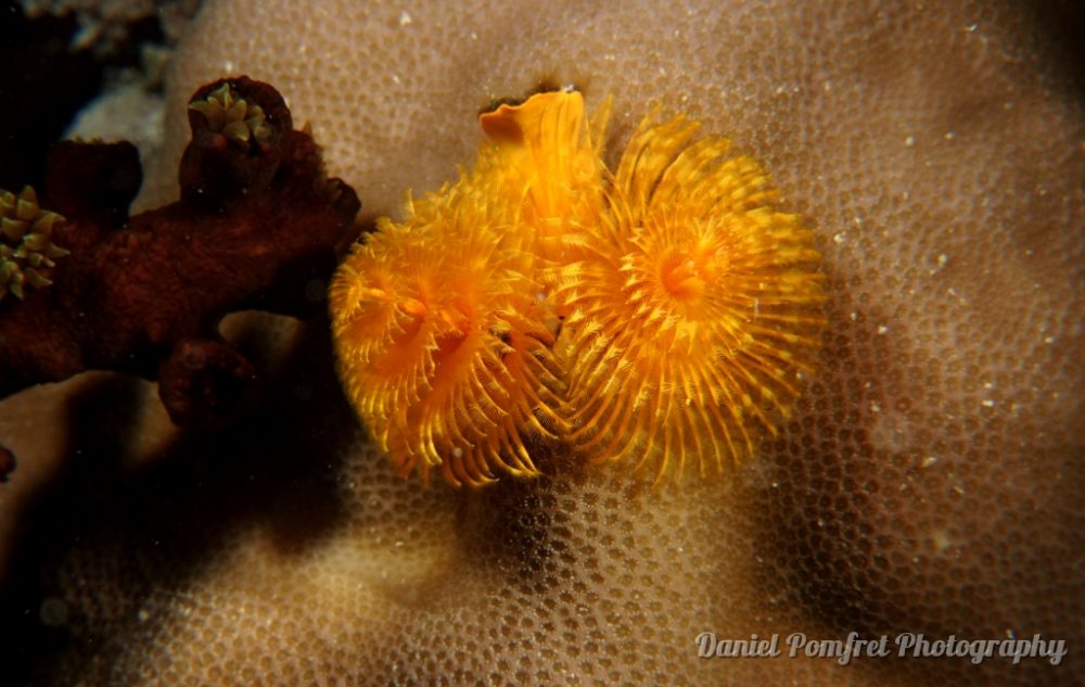 fan worm