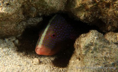 grouper