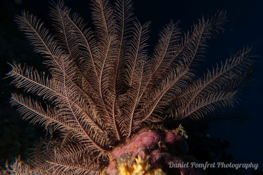 feather sea