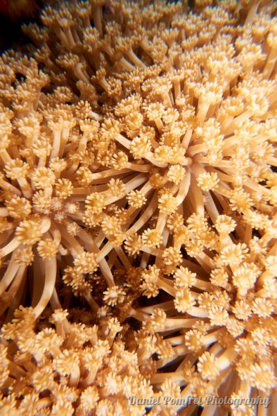 flower coral