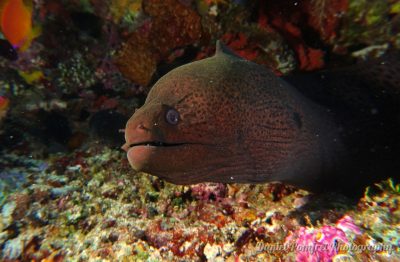 moray eel