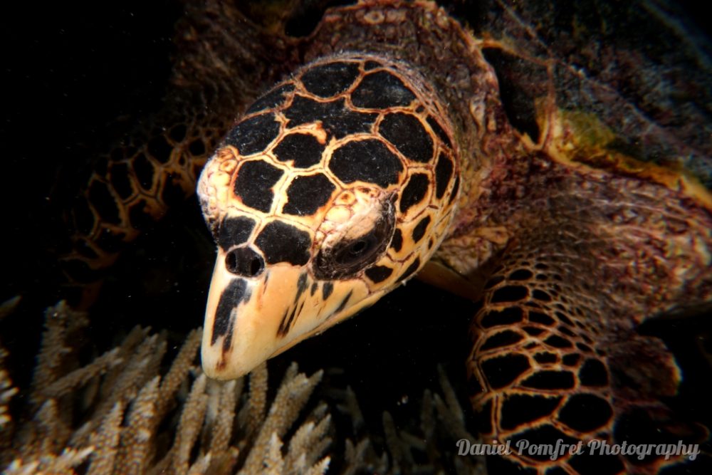 turtle