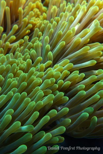 anemone