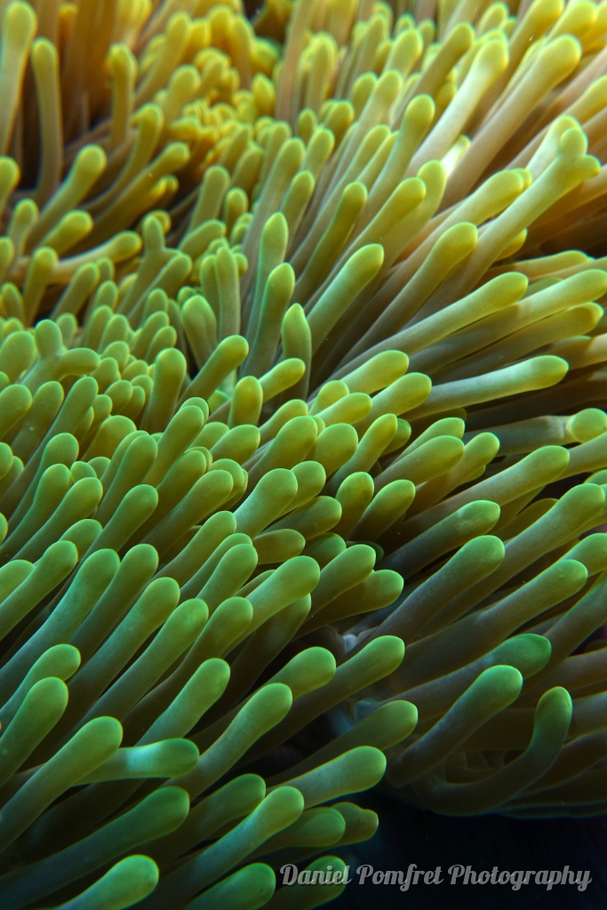 anemone