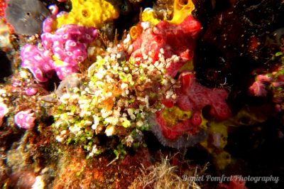 sponges