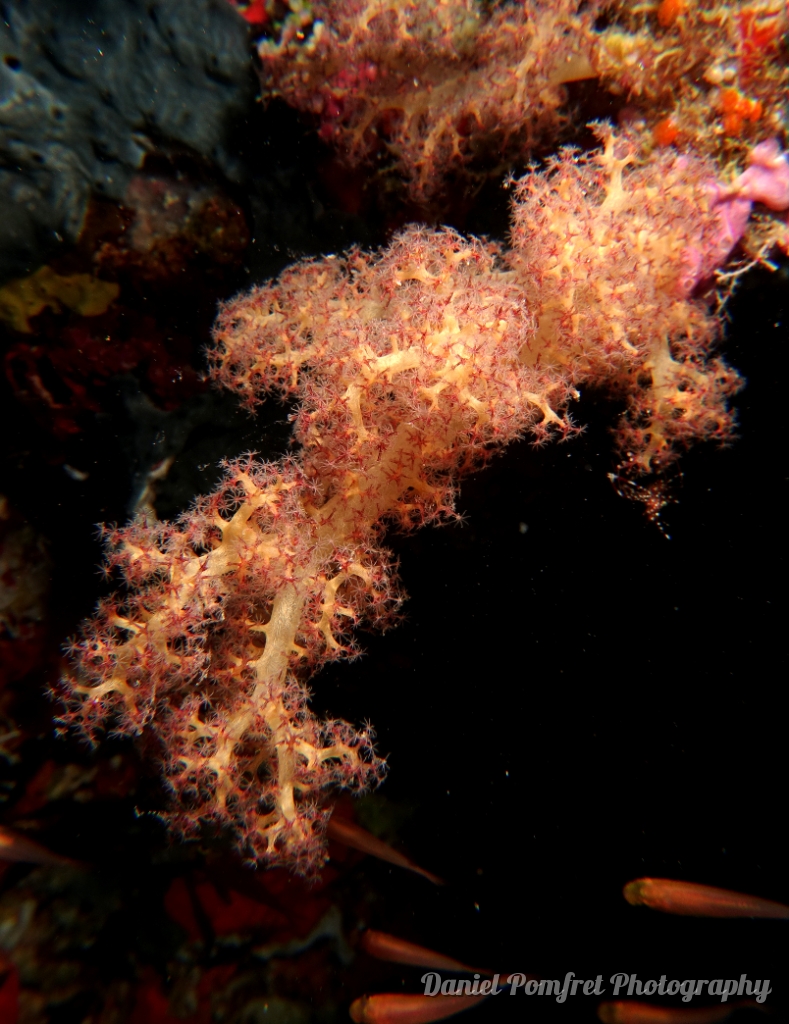 tree coral