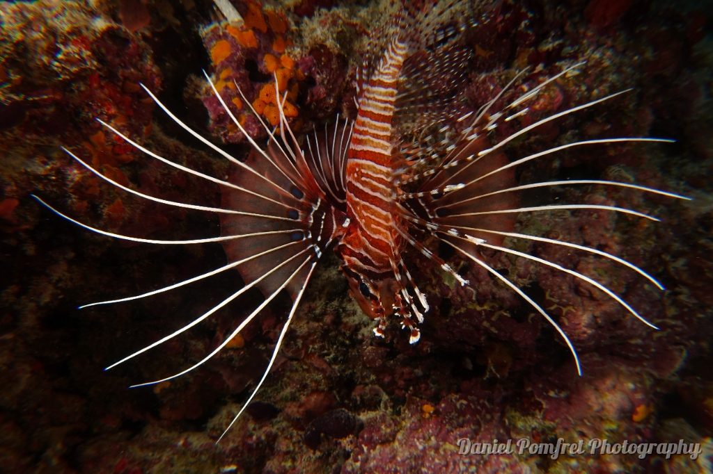 lionfish