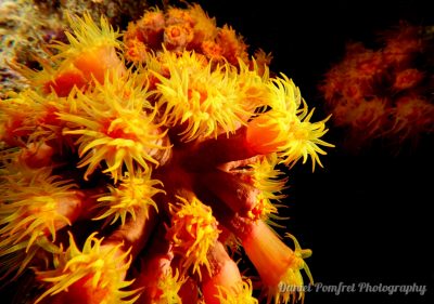 sun coral