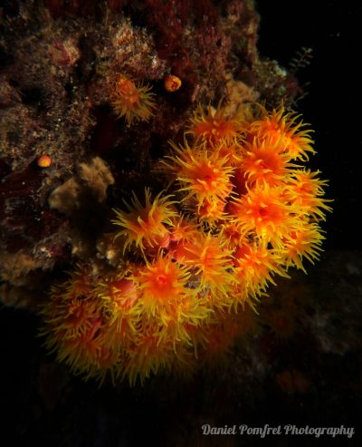 sun coral