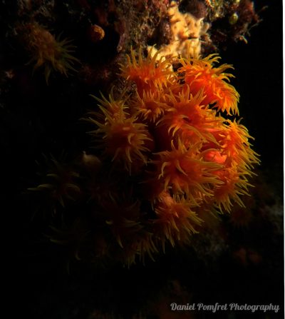 sun coral