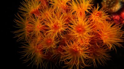 Sun Coral