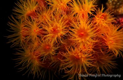 sun coral
