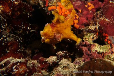 frogfish