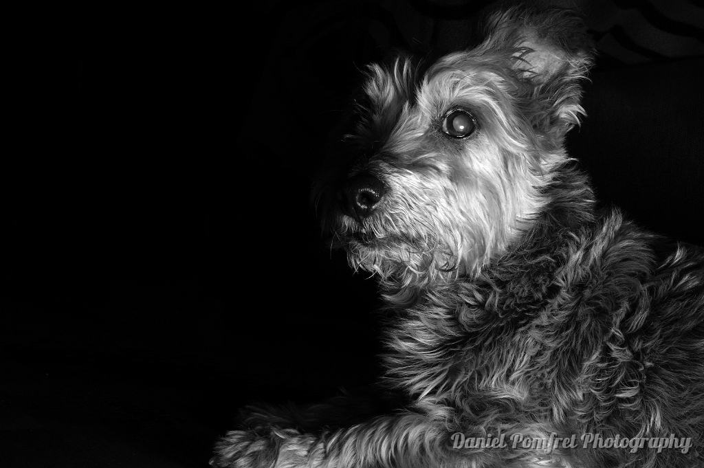 winnie dog