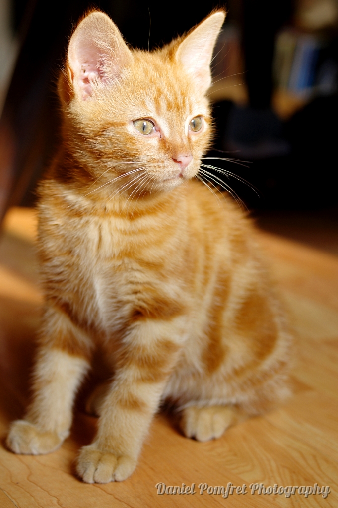 kitten