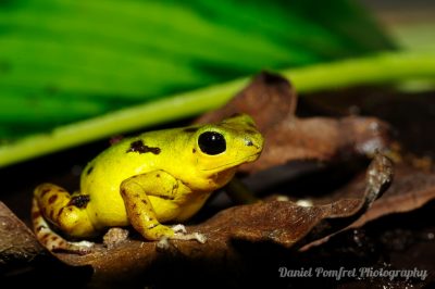 Strawberry dart poison frog