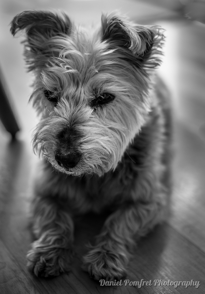 winnie pup