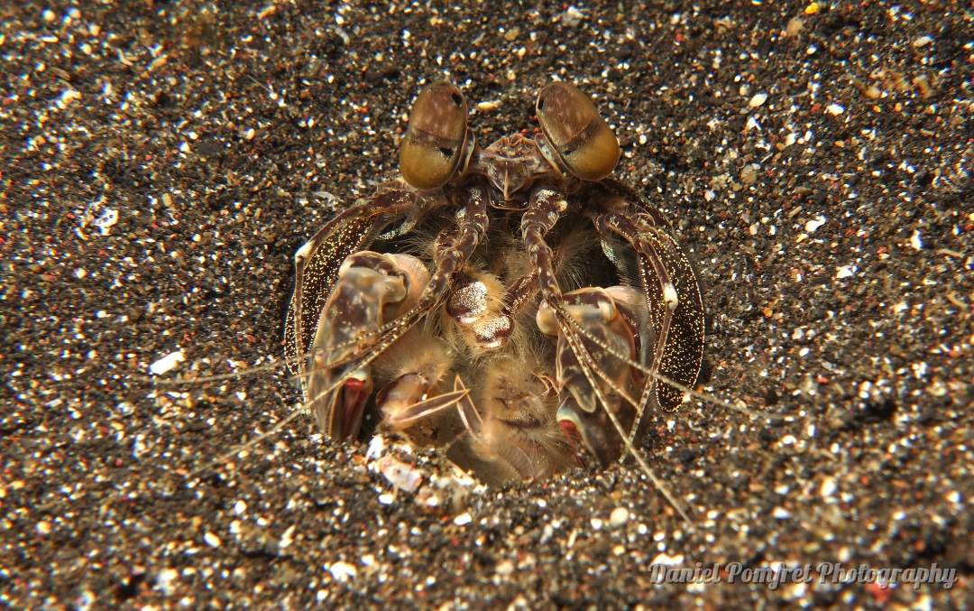 tiger_mantis_shrimp_lysiosquillina_maculata-lembeh-dsc02564