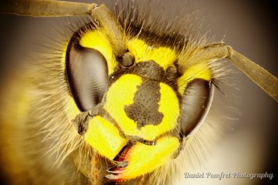European Wasp