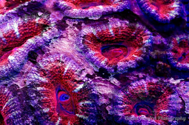 Acan Brain Coral (Acanthastrea echinata) Daniel Pomfret Photography