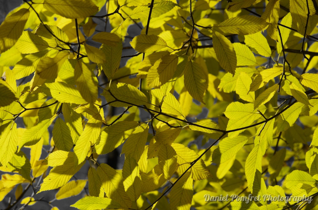 Yellow Autumn Leaves, Hornbeam, Maple (Acer carpinifolium) 8135