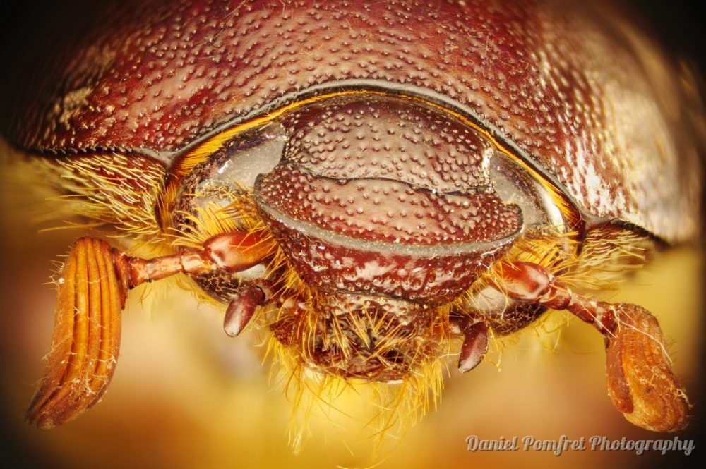 Australian Cane Beetle
