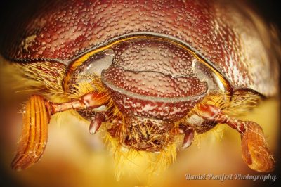 Australian Cane Beetle