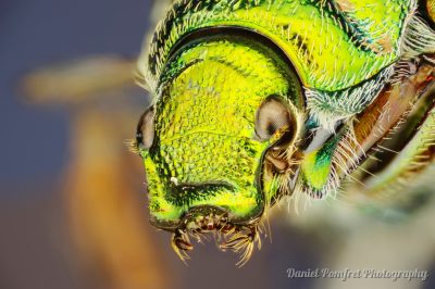 Australian Green Scarab Beetle