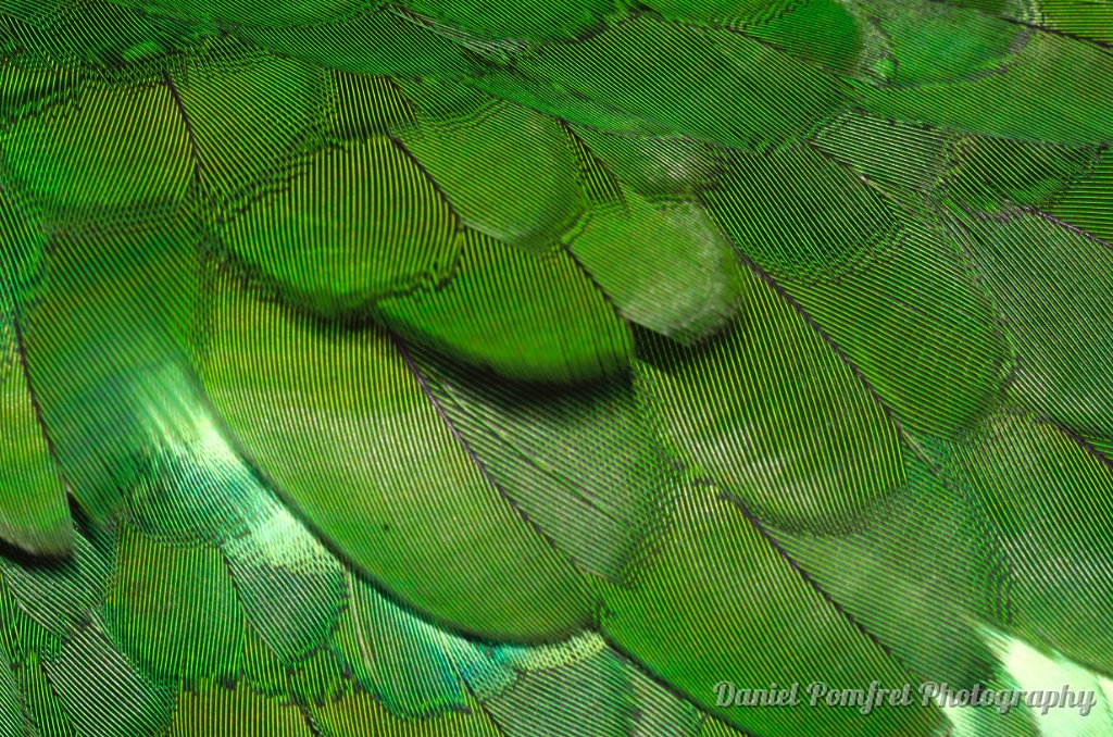 Australian King Parrot feathers, Textures, (Alisterus scapularis) 3226