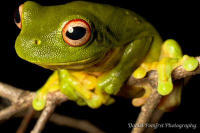 Australian red eyed tree frog (Litoria chloris) AUS284763
