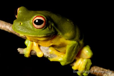 Australian red eyed tree frog (Litoria chloris) AUS284764